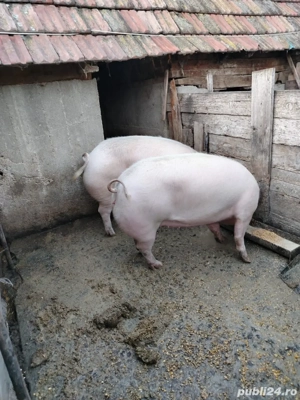 vand doi porci  - imagine 4