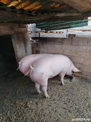 vand doi porci  - imagine 3