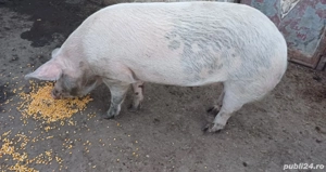 Vând porc pt sacrificare 