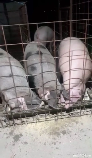 Vând porci, 15 ron kg