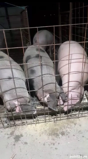 Vând porci, 15 ron kg - imagine 2