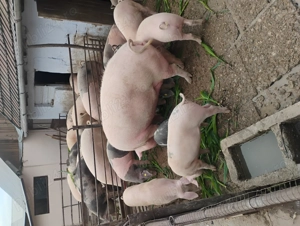 Vând porcii de carne 