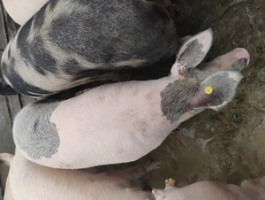 Vând porcii marele alb cu petrean - imagine 2