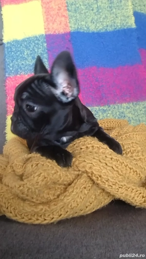 Femelă bulldog francez 
