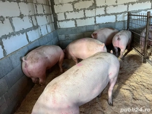 porci bio de tara - imagine 2