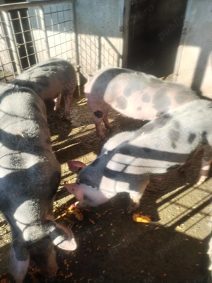 Porci de rasă de vânzare 