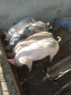 Porci de rasă pietrean și landras  - imagine 3