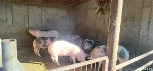 vand porci crescuti natural  - imagine 4