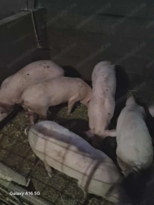 Porci de vânzare  - imagine 2