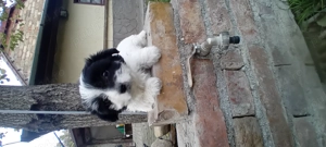 Bichon havanez fetita - imagine 2