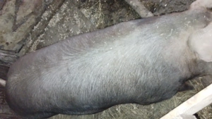 Duroc de casa cu unghia neagra - imagine 3