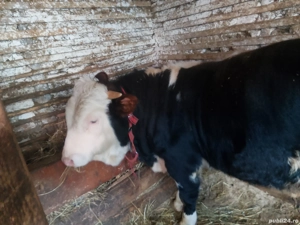 vând vițel de rasa bălțată românească  - imagine 3