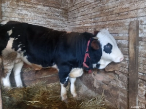 vând vițel de rasa bălțată românească 