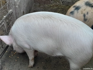 Porci de  vânzare  - imagine 5
