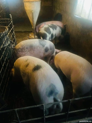 Porci de  vânzare  - imagine 2