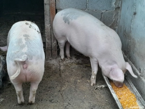 Porci de  vânzare  - imagine 4