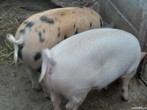 Porci de  vânzare  - imagine 3