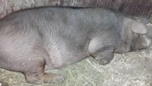 Duroc de casa cu unghia neagra