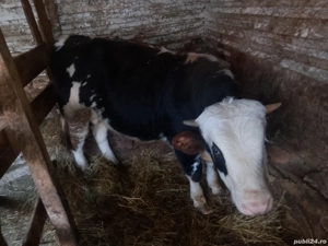 vând vițel de rasa bălțată românească  - imagine 2