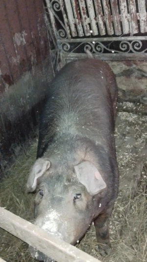 Duroc de casa cu unghia neagra - imagine 4