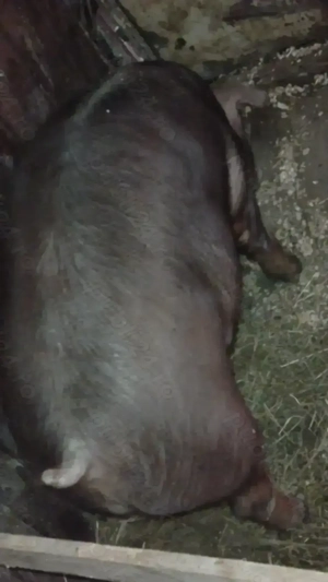 Duroc de casa cu unghia neagra - imagine 2