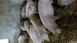 porci de carne - imagine 4