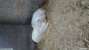 porci de carne - imagine 2