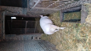 porci de carne - imagine 3