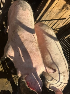 Porci de vanzare pentru Craciun