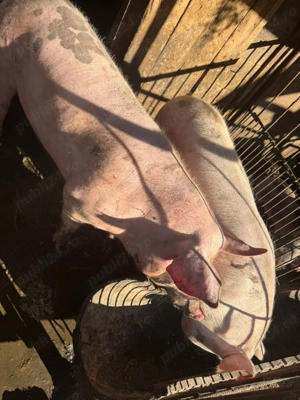 Porci de vanzare pentru Craciun - imagine 2