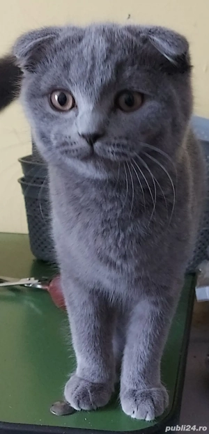 Puiuti pisica rasa british& scotish în vârstă de 3 luni