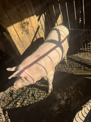 Porci de vanzare pentru Craciun - imagine 3