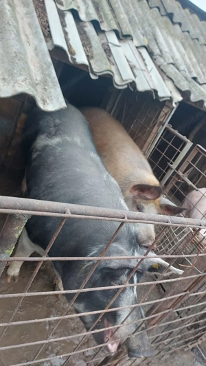 Vand porci - imagine 5