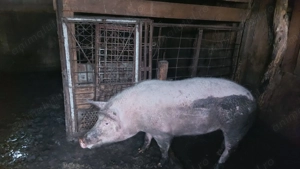 Vand porci - imagine 4