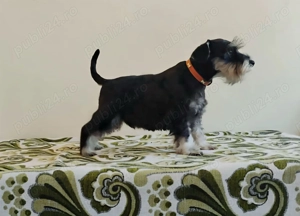 Schnauzer Pitic Negru-Argintiu cu pedigree  - imagine 2