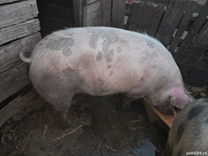 Porci de vânzare 