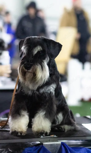 Schnauzer Pitic Negru-Argintiu cu pedigree  - imagine 4