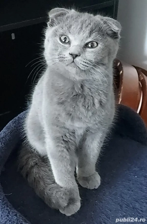 pui pisica rasa pura brotish & scotish shorhair bleo si lila