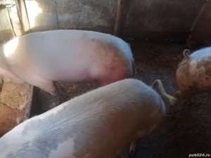 vând porci de carne rasă pietreană  - imagine 3