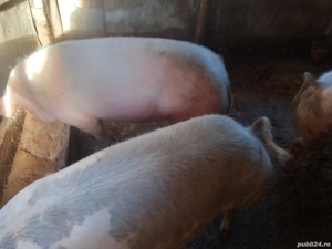 vând porci de carne rasă pietreană  - imagine 5