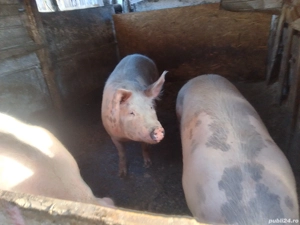vând porci de carne rasă pietreană  - imagine 4