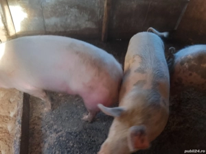 vând porci de carne rasă pietreană 
