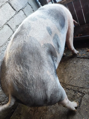 Porci de carne pt sacrificat