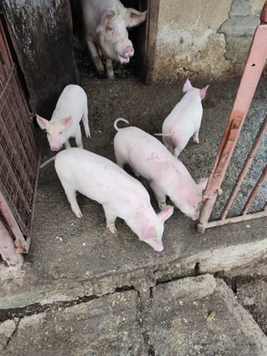 De vânzare purceluși de 7 săptămâni foarte mâncăcios pentru mai multe detali sunați la nr:  - imagine 5