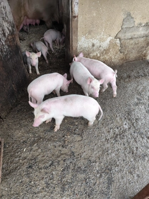 De vânzare purceluși de 7 săptămâni foarte mâncăcios pentru mai multe detali sunați la nr:  - imagine 3