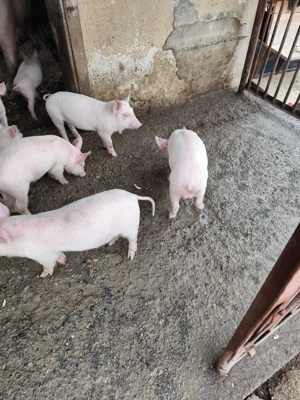 De vânzare purceluși de 7 săptămâni foarte mâncăcios pentru mai multe detali sunați la nr: 