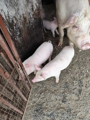 De vânzare purceluși de 7 săptămâni foarte mâncăcios pentru mai multe detali sunați la nr:  - imagine 4