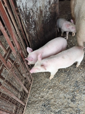 De vânzare purceluși de 7 săptămâni foarte mâncăcios pentru mai multe detali sunați la nr:  - imagine 2