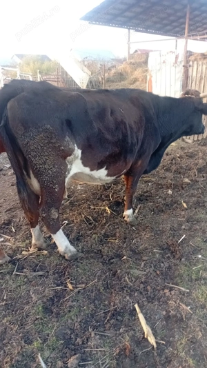 Vand porci mari, purcei și vaci - imagine 2