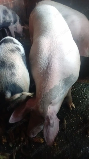 Vand porci mari, purcei și vaci